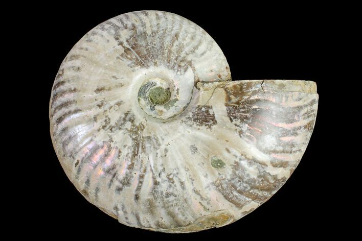 Silver Iridescent Ammonite (Cleoniceras) Fossil - Madagascar #159374
